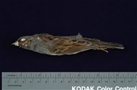 藏品(灰頭黑臉鵐)的圖片